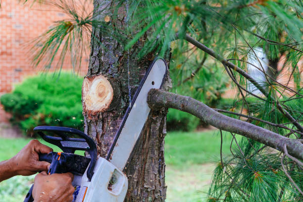 How Our Tree Care Process Works  in Seymour, IN